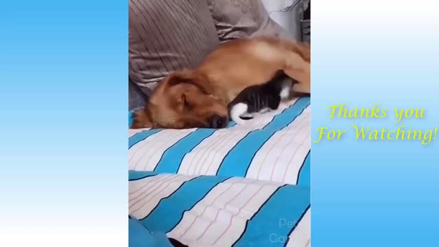 Cute Cats And Funny Dogs Videos Compilation