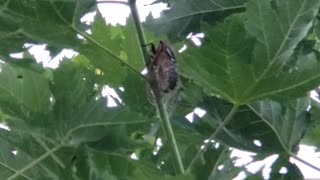 Cicada on a Young Tree