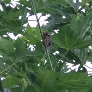 Cicada on a Young Tree