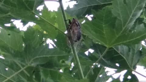 Cicada on a Young Tree