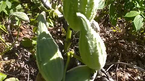 Milkweed