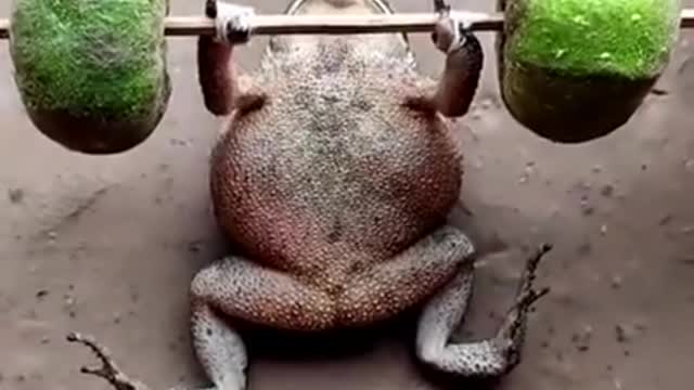 Frog do gim and very funny video