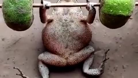 Frog do gim and very funny video