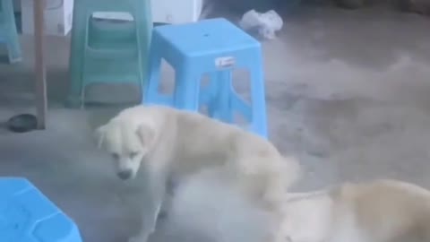 funny dog