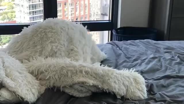 Dog wrapped up in blanket falls off purple bed