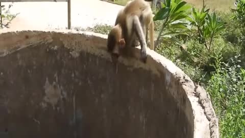 Two monkeys fell into the well