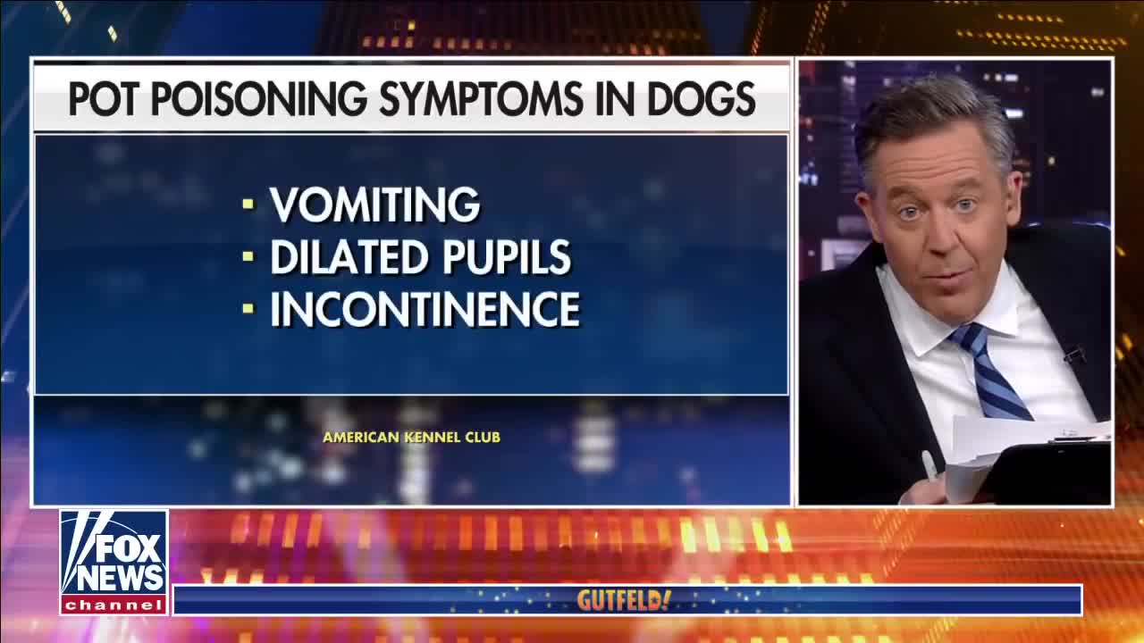 Gutfeld: Dana Perino’s dog accidentally got ‘stoned’