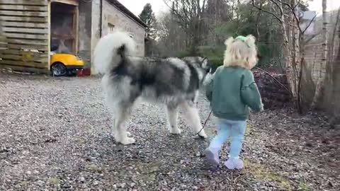 Baby Girl Tries To Convince Giant Husky To Go For A Walk! (Cutest Ever!!)