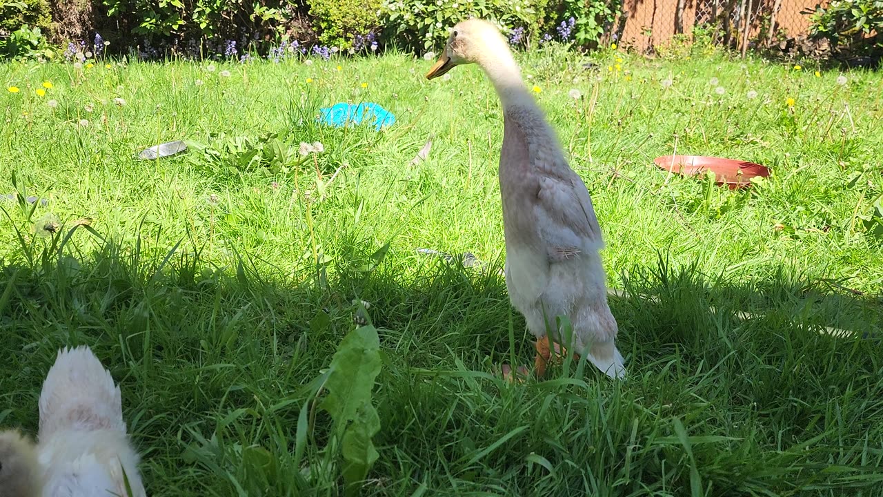 Five week old teenagers