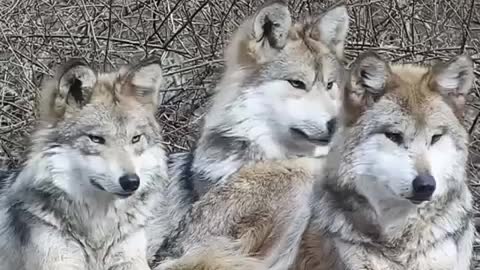 Beautiful animal