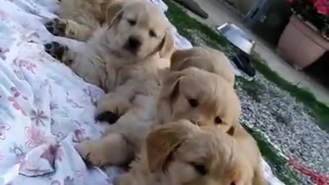 Cut#puppies