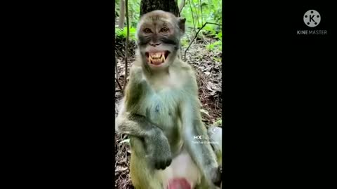 Monkey funny video