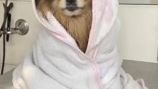 Cute Dogs Bath is a Challange| She steels the Hart| Beautiful Puppy| Best Pets