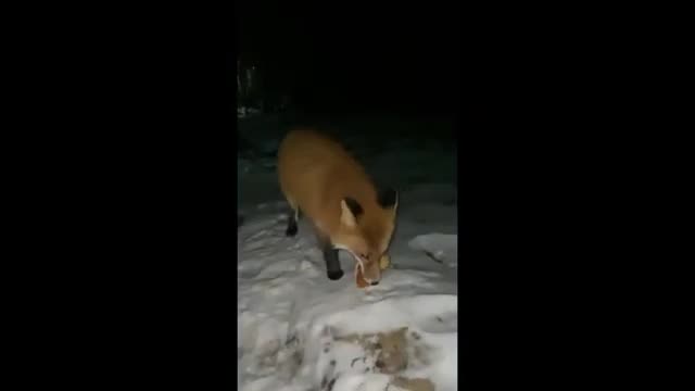 Woman hand-feeds incredibly friendly wild fox #