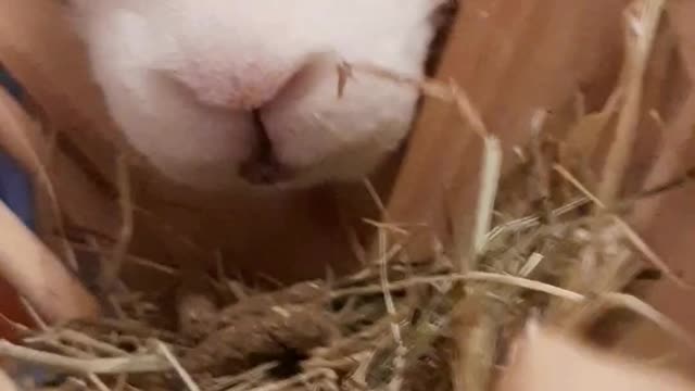 Cute Rabbit Eating