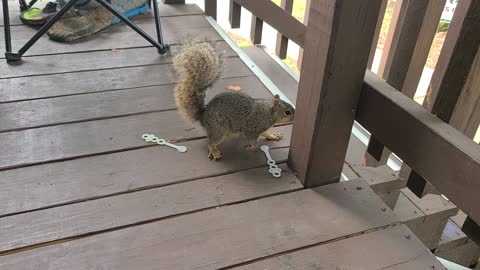 Festus the squirrel