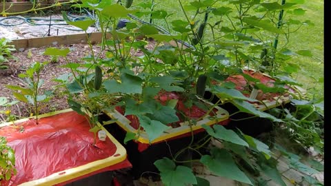 DIY EarthBox-inspired large bottom-watering container