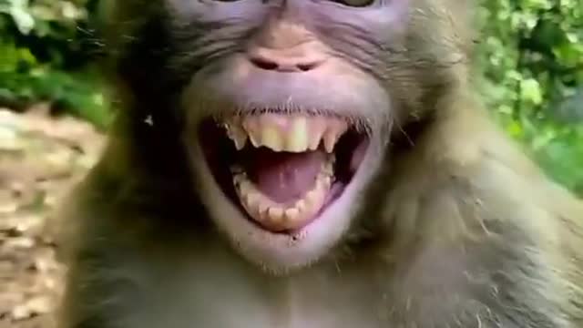 Laughing monkey 🐒🐒