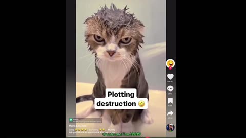 Funny Pets .......