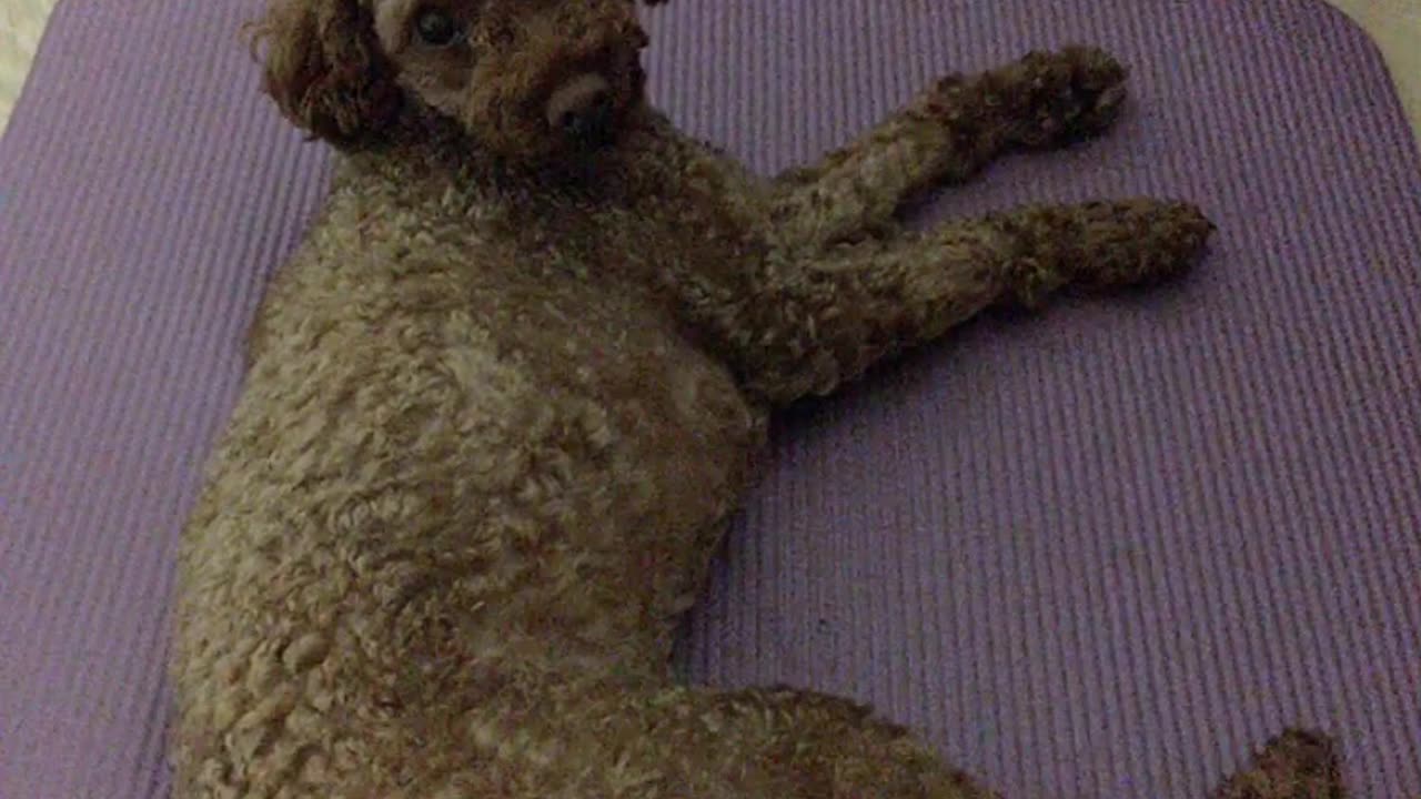 Puppy, Dog, Poodle