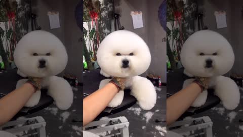 Haircut for dogs