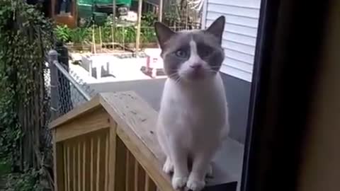 Cat speaking so cool