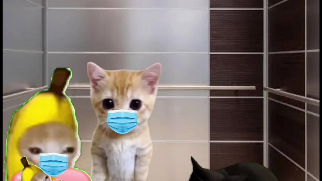 Funny cat memes video 🤣🤣