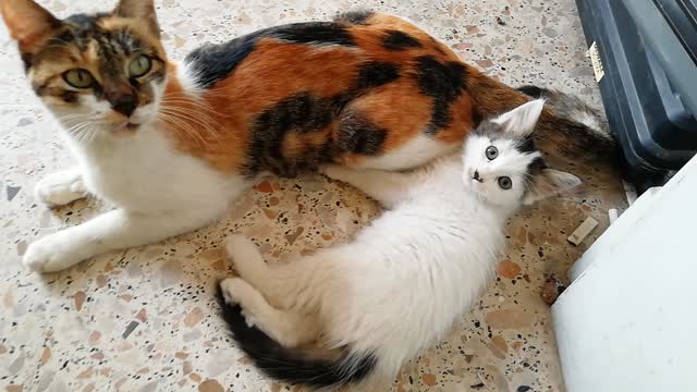 Cat feeding her cute baby cat