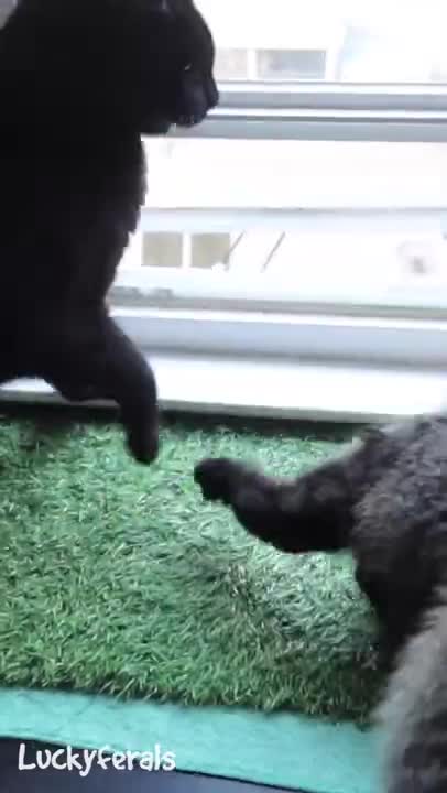 Cat_Slaps_#shorts_🐈‍⬛_#cats_#pets