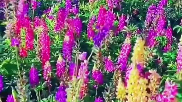 The sea of flowers carries all my love for nature)