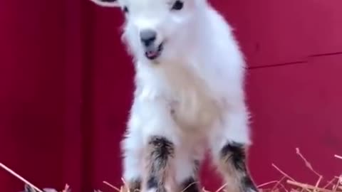 Baby goat🐐🌟