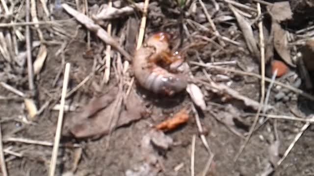 Ants attack the larva.