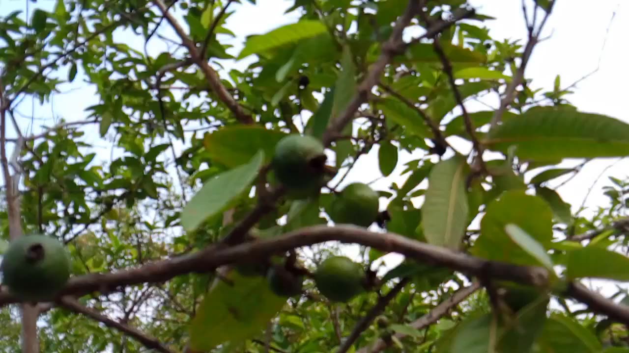 Guava tree 🌴🌴