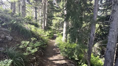 Leaving the Crescent Mountain Summit Zone – Willamette National Forest – Central Oregon – 4K