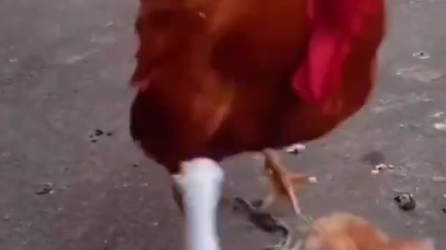 Cat Fights With Hen