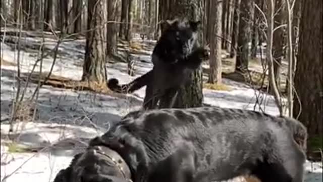 Cute Dog and Panther