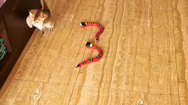 The kitten is alive and kicking, innocent and cute, like a three-year-old boy