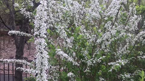 Bridal wreath Flower