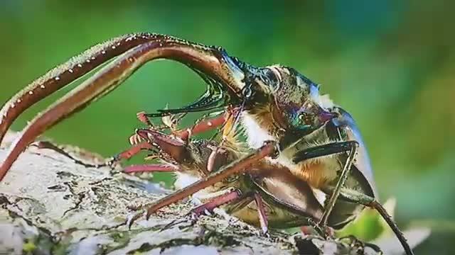 Spider tarantula माकुरा