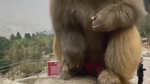 very funny monkey short