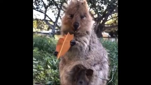 Funny Animals Best Of The 2022 Funny Animal Videos