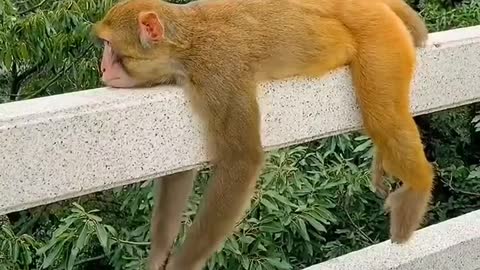 Monkey funny sleeping 🤣