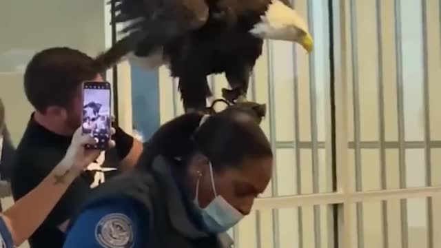 Bald eagle goes through TSA security checkpoint | USA TODAY #Shorts