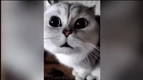 Very cute cat wants to talk like human