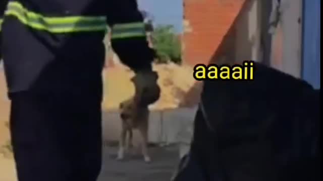 Trolando o gari
