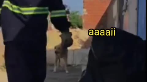 Trolando o gari