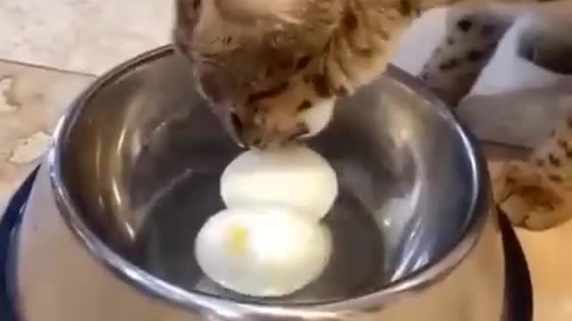 🤣Cat eating eggs First Time