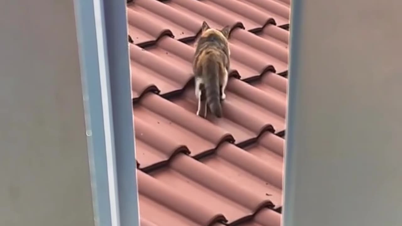 WAR BETWEEN CAT AND BIRDS