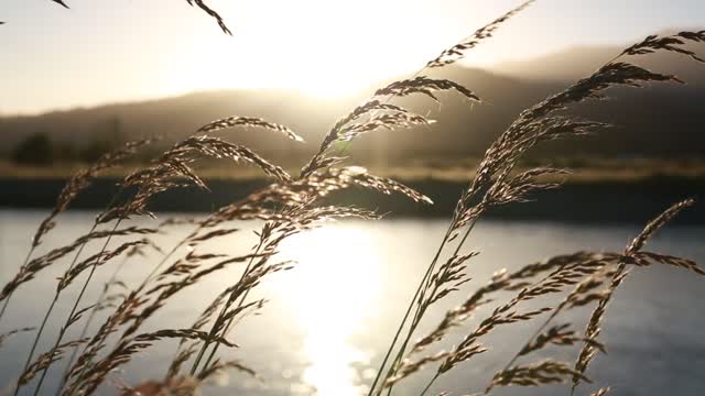 Blades of grass