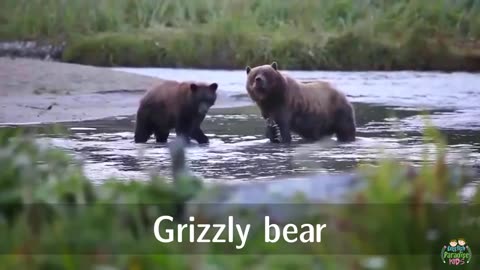 North American animals for kids